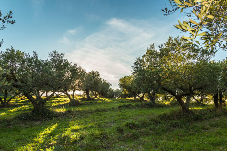 Oliva Ascolana del Piceno DOP